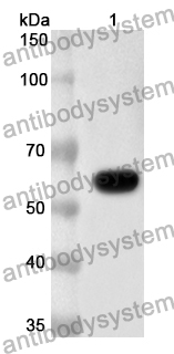 WESTERN BLOT for Anti-Nipah virus/HeV G protein/Glycoprotein G Polyclonal Antibody ?>